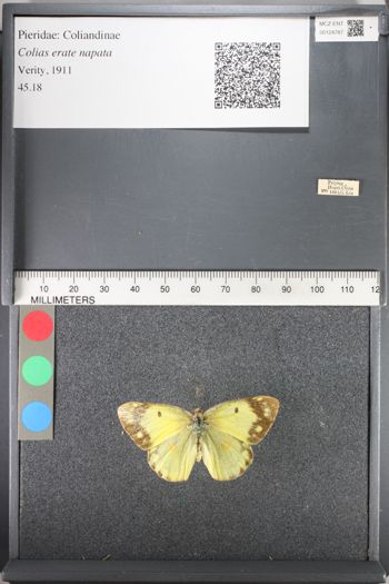 Media type: image;   Entomology 124787